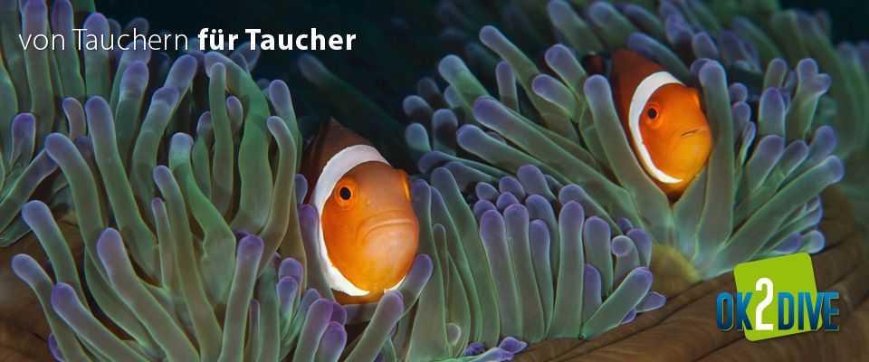 Geschichte von Ok2Dive